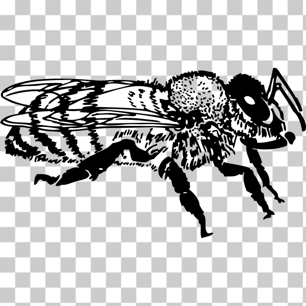 animal,bee,externalsource,honey bee,insect,worker bee,Honey bee,svg,freesvgorg
