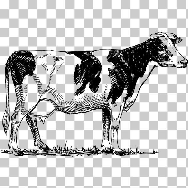 animal,biology,bovine,cattle,Cow,externalsource,farm,line art,violin,svg,freesvgorg