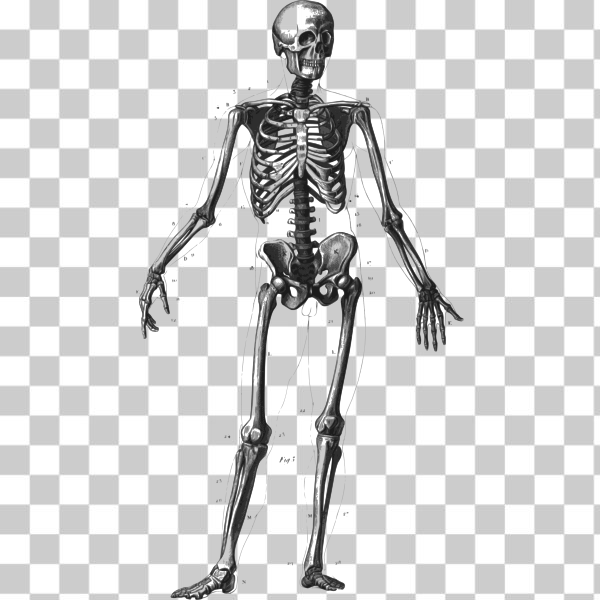 anatomy,bone,bones,human,male,outline,skeleton,svg,freesvgorg