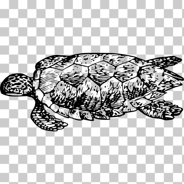 2016,A,animal,animals,aquatic,cartoon,chibi,content,cute,green,happy,herbivore,Lazur,refix,reptile,shell,turtle,URH,request+completed,NicholasJudy456,pd_issue,issue bitmap,meh,svg,freesvgorg
