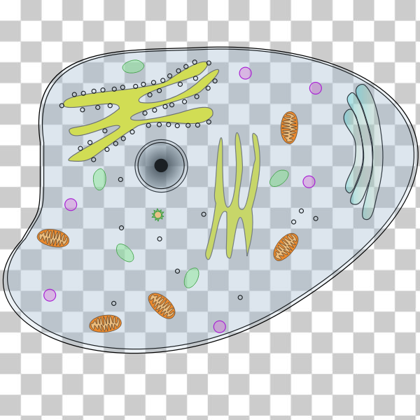 Free: SVG Animal cell vector illustration 