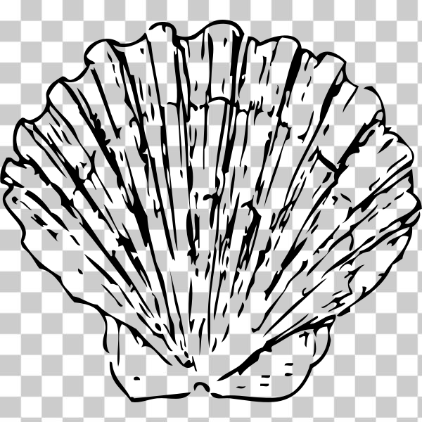 6,333 Scallop Shell Outline Images, Stock Photos, 3D objects, & Vectors