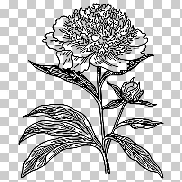 biology,blossom,botany,clip art,externalsource,flower,icon,line-art,lower,outline,plant,plants,black and white,Peony,svg,freesvgorg