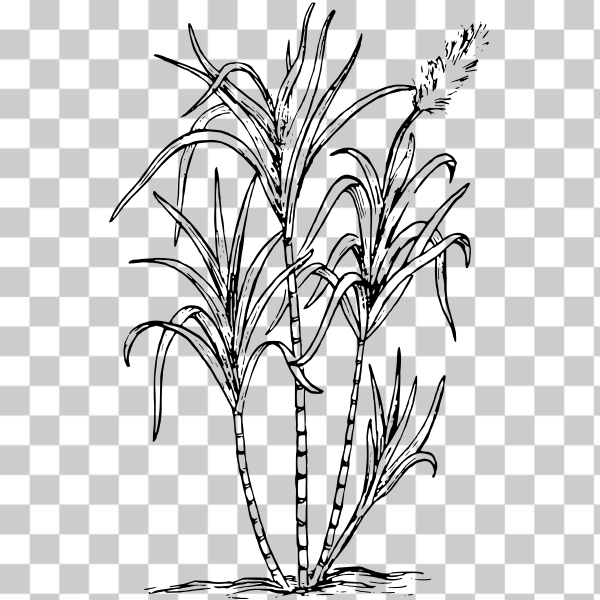 Sugarcane Clip Art and Stock Illustrations. 5,115 Sugarcane EPS  illustrations and vector clip art graphics available to search from  thousands of royalty free stock art creators.