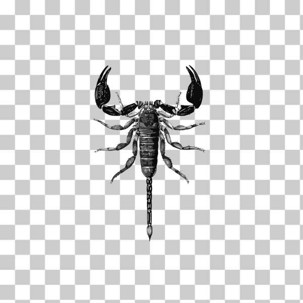 animal,ant,bugs,externalsource,insect,scorpion,scorpions,svg,freesvgorg