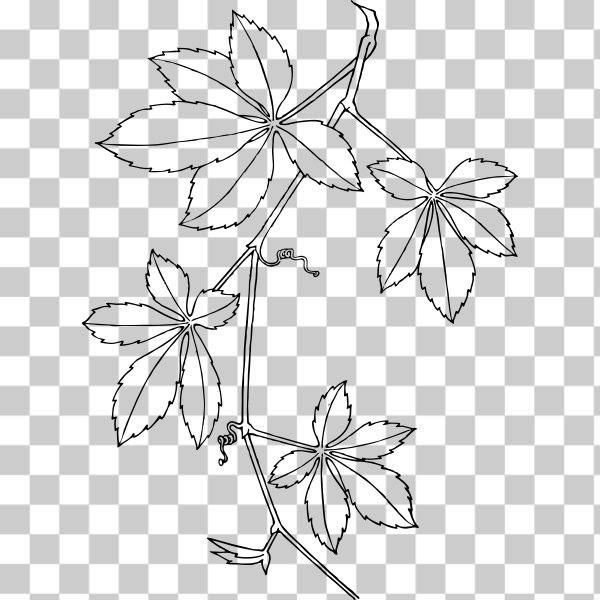 svg,freesvgorg,clip art,clipart,colouring book,externalsource,planner,plant,vine,virginia creeper,Plants and Such
