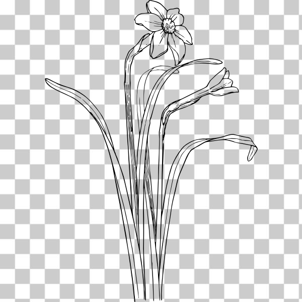 Free: SVG Vector clip art of narcissus - nohat.cc