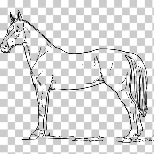 Horse outline hi-res stock photography and images - Alamy