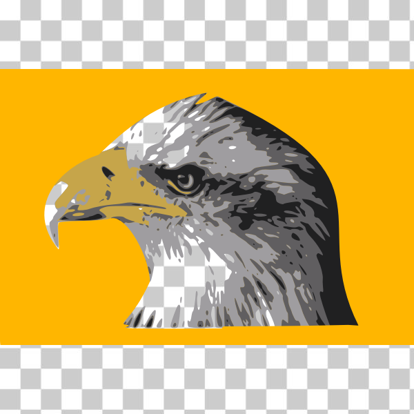 freesvgorg,bald eagle,bird,CC0,eagle,head,national bird of the USA,white,yellow,Bald eagle,svg