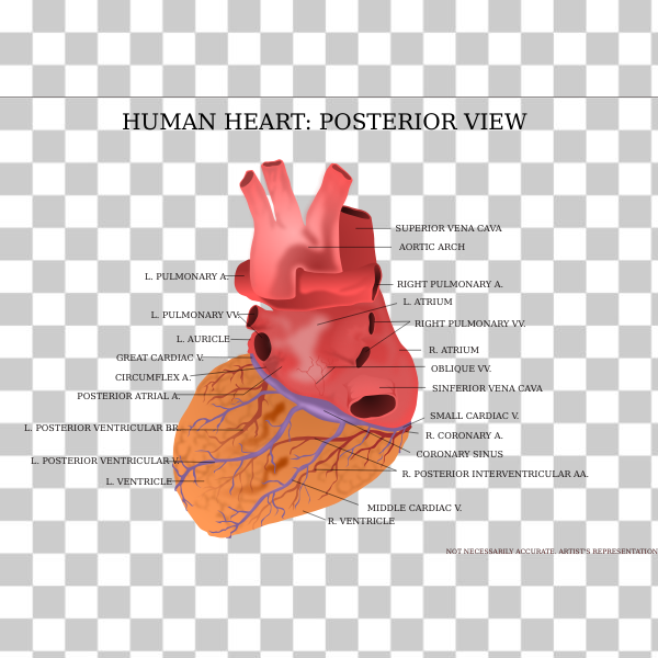 posterior view,freesvgorg,anatomy,clipart,dissection,medical,medicine,organ,pharm,svg,Human anatomy,clipart_issue,human heart