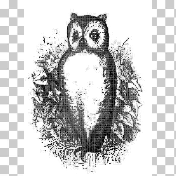 bird,engraving,illustration,owl,Victorian,vintage,svg,freesvgorg