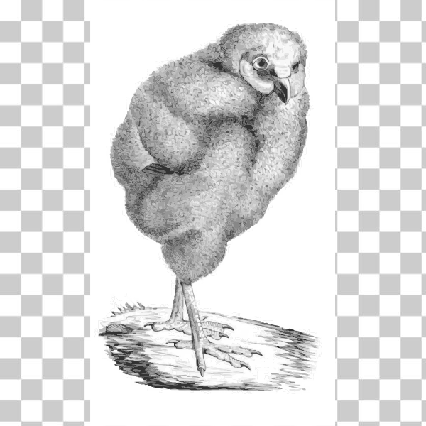 Free: SVG Victorian bird illustration 