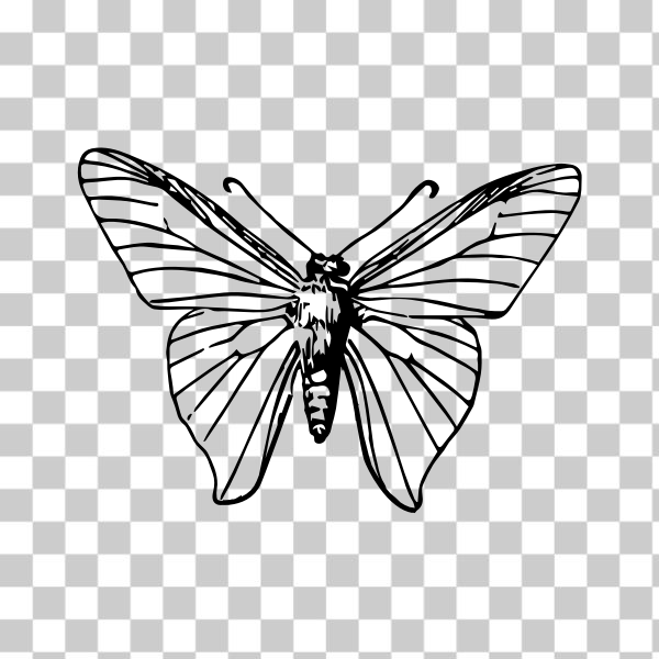 black,bug,butterfly,insect,svg,white,wings,freesvgorg