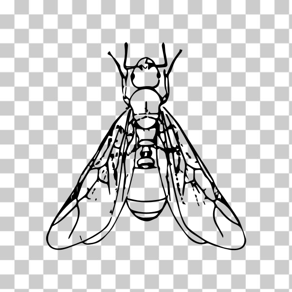 animal,ant,bug,insect,svg,winged,wings,freesvgorg