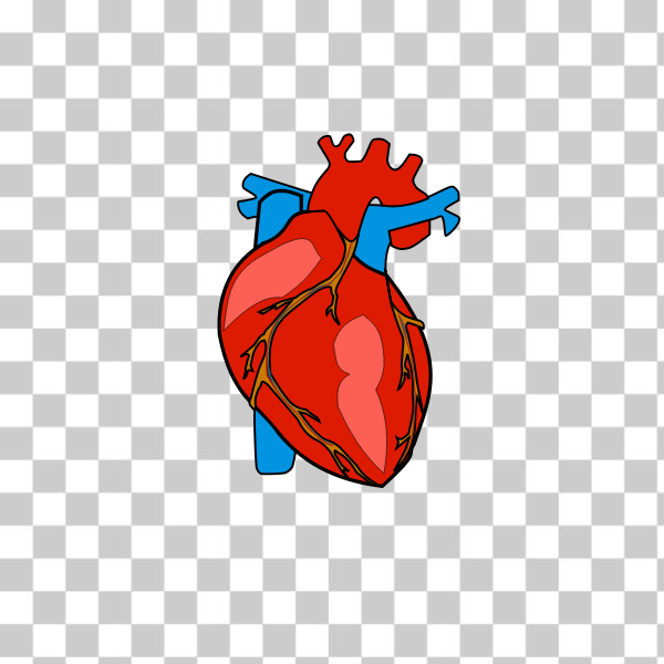 freesvgorg,anatomical,anatomy,blue,healthcare,heart,human,red,svg,Cuore,human heart