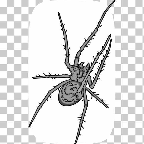 arachnid,dangerous,deadly,grey,poisonous,spider,venomous,svg,freesvgorg