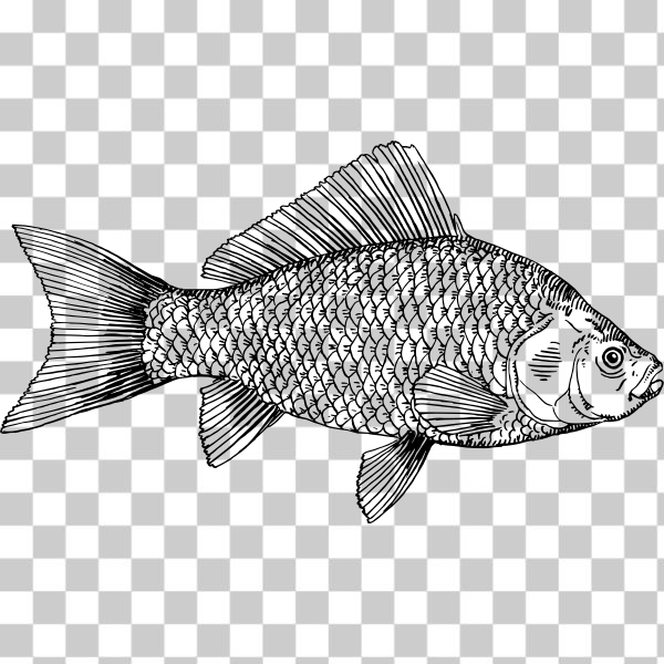 animal,aquatic,color,colour,fish,freshwater,gold fish,gold-fish,goldfish,pet,svg,freesvgorg