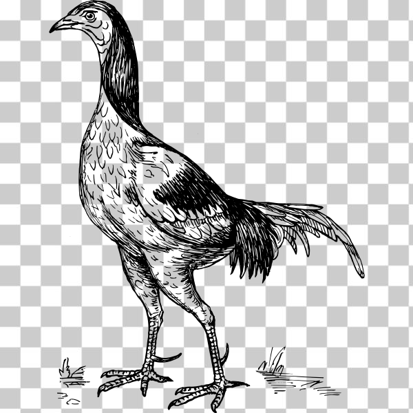 Free: SVG Game cock - nohat.cc