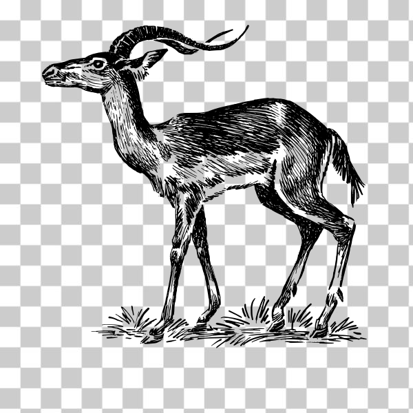 animal,antelope,biology,black and white,line art,line-art,mammal,outline,svg,freesvgorg