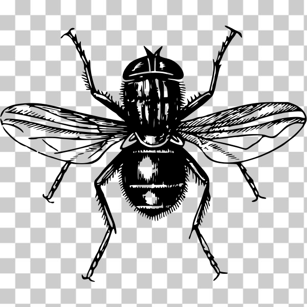 animal,black,flies,fly,insect,pest,svg,freesvgorg