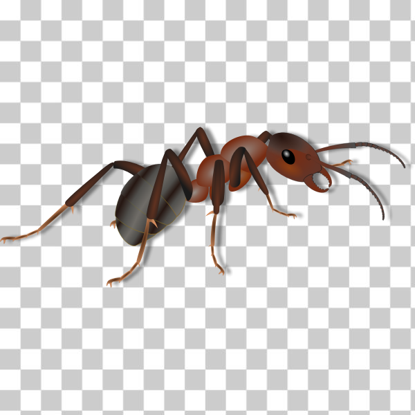animal,ant,brown,drawing,insect,shadow,svg,freesvgorg