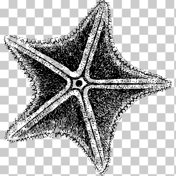 animal,black,Norway,ocean,sea,Sea Star,star,starfish,b&amp;w,Echinoderm,sea star,Saved Favs,seastar,svg,freesvgorg