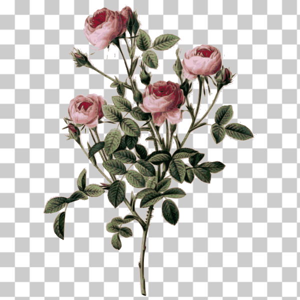 botany,color,engraving,flower,flowers,pink,pink rose,plant,external source,Colored florals,svg,freesvgorg