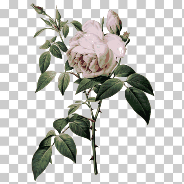 botany,color,engraving,flower,flowers,plant,rose,white,external source,Colored florals,svg,freesvgorg