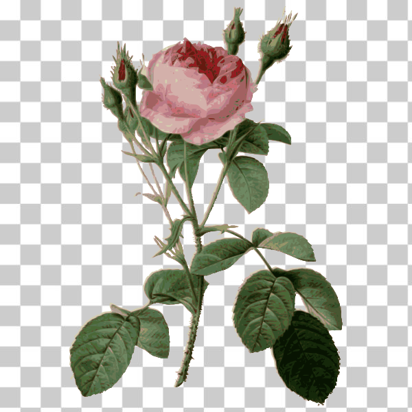 botany,color,engraving,flower,loc,pink,pink rose,plant,rose,external source,Colored florals,svg,freesvgorg