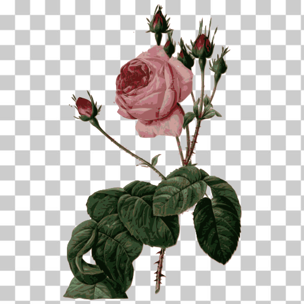 botany,color,engraving,flower,loc,pink,pink rose,plant,external source,Colored florals,svg,freesvgorg