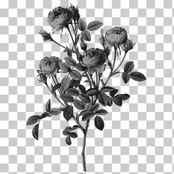 botany,engraving,flower,grayscale,loc,plant,redoute,external source,Colored florals,svg,freesvgorg
