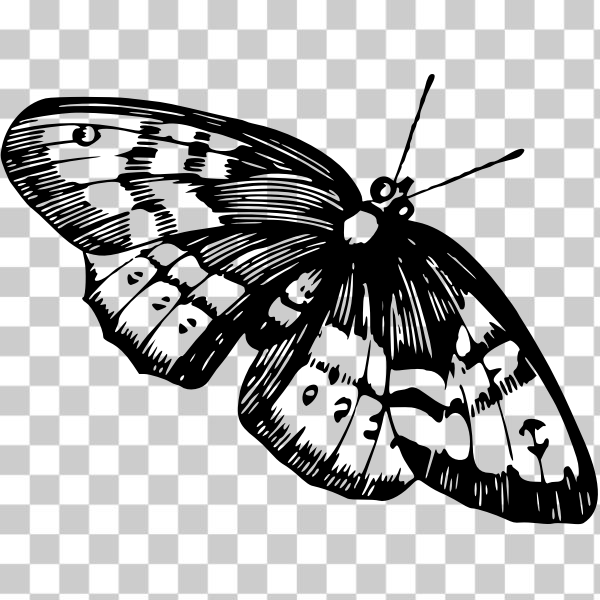 animal,butterflies,butterfly,decals,insect,nature,svg,Butterfly Garden,freesvgorg