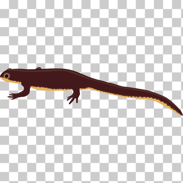 Free: SVG Newt - nohat.cc