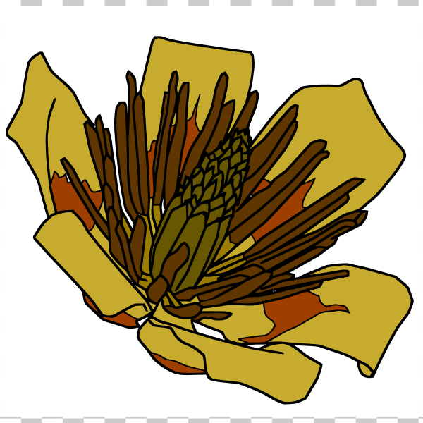 Free: SVG Tulip tree flower - nohat.cc