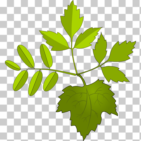 branch,flower,foliage,green,leaf,leaves,nature,plane,plant,tree,twig,Woody plant,Flowering plant,svg,freesvgorg