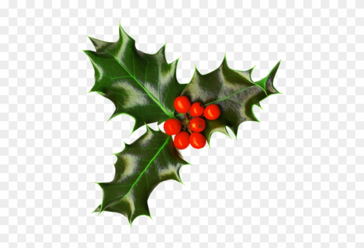 Festive holly leaves transparent png