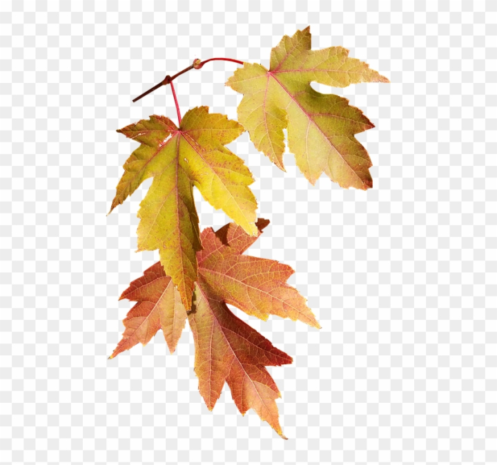 leaf,fall,trees,season,flower,thanksgiving,wood,pumpkin,family tree,halloween,forest,summer,house,tree,nature,winter,leaves,foliage,plant,autumn leaves,three,spring,christmas tree,autumn background,branch,autumn tree,tree of life,autumn leaf,tree silhouette,leaf autumn,tree branch,yellow,flowers,golden,abstract christmas tree,beauty,red christmas tree,colorful,oak tree,natural,png,comclipartmax