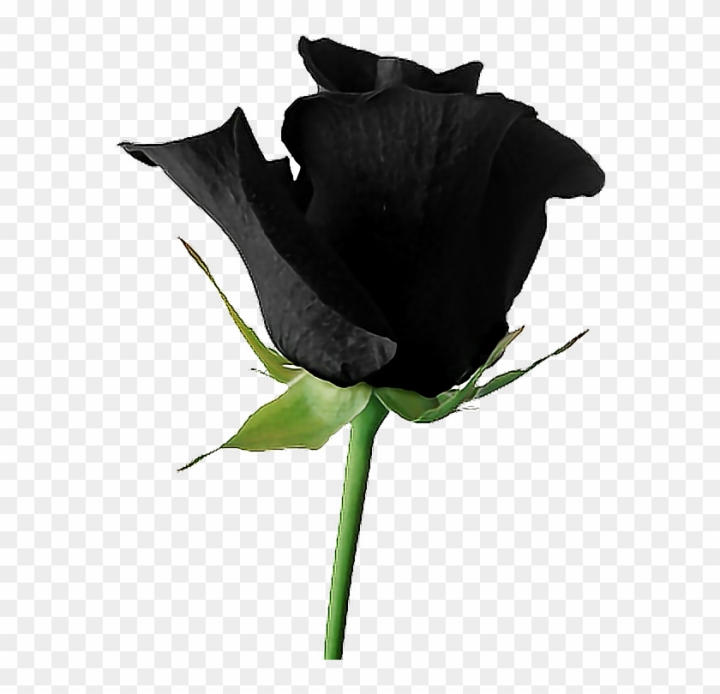 black roses background tumblr