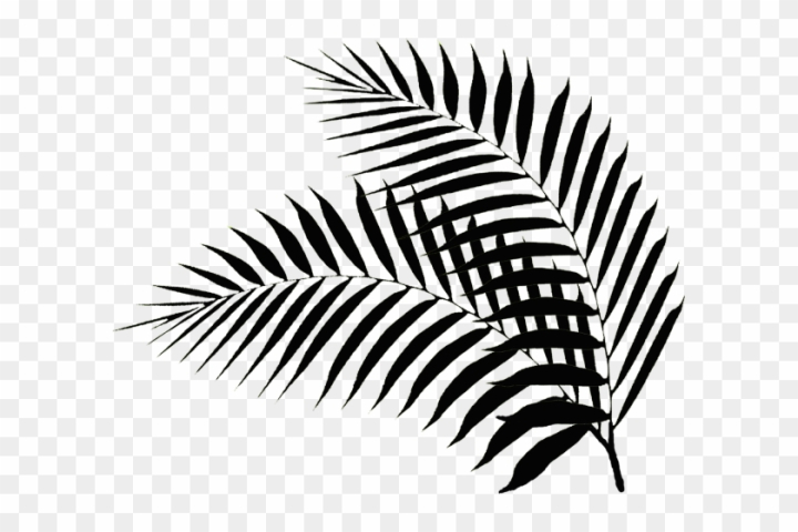 food,leaves,palm tree,flower,gold,plant,nature,leaf pattern,black and white,branch,tree,maple leaf,african,autumn,leaf,summer,pattern,green leaf,palm sunday,flowers,black arrow,autumn leaves,tropical,fall leaves,black horse,leave,hand,palm,natural,fall,oil,industry,sunday,christian,background,hand palm,palm leaf,beach,palm beach,png,comclipartmax