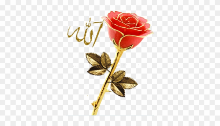 islam,photo,flower,adobe,gold,graphic design,roses,food,flowers,graphic,floral,muslim,wallpaper,symbol,pattern,lunch,red rose,background,pink rose,islamic,rose petals,decoration,white rose,nature,rose garden,set,ornament,religious,vintage rose,shiny,romantic,sauce,flower background,golden retriever,valentine,religion,leaf,gold bar,wedding,animal,png,comclipartmax