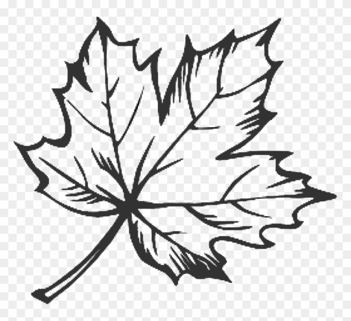 maple leaf line drawing