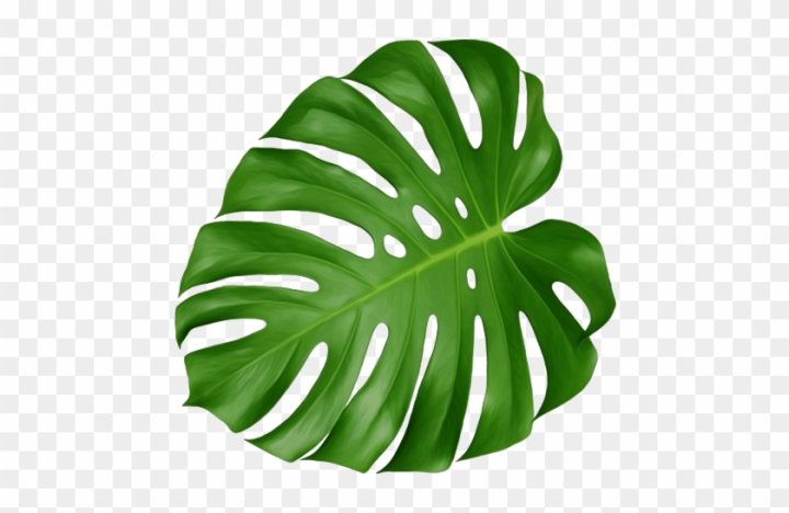 Free: Swiss Cheese Plant Leaf - nohat.cc