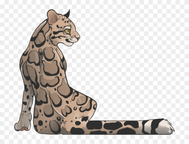 Free: Leopard Seal Clipart Deviantart - Clouded Leopard Drawing 