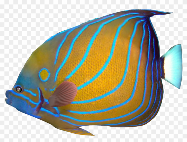 Free: Tropical Fish Clipart Transparent Fish - Tropical Fish Png Transparent  