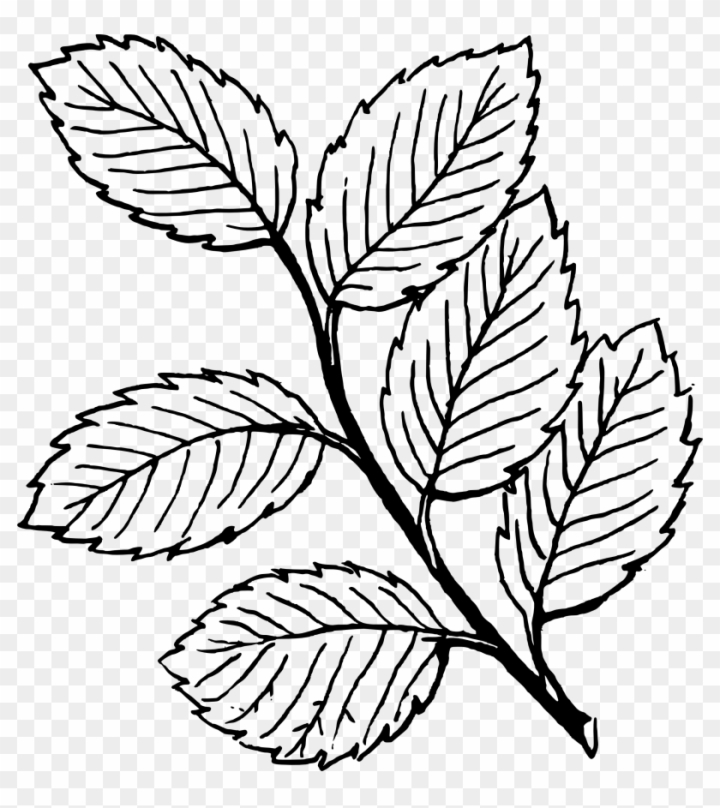 leaves coloring pages