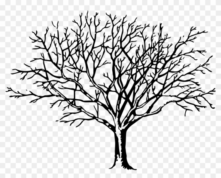 Autumn Tree PNG Transparent Images Free Download | Vector Files | Pngtree