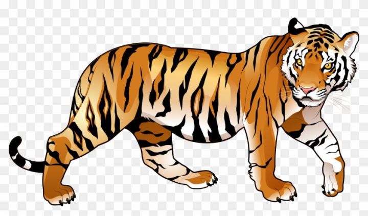 How to draw tiger Realistic tiger drawing/national animal of India -  YouTube | Tiger drawing, National animal, Drawings