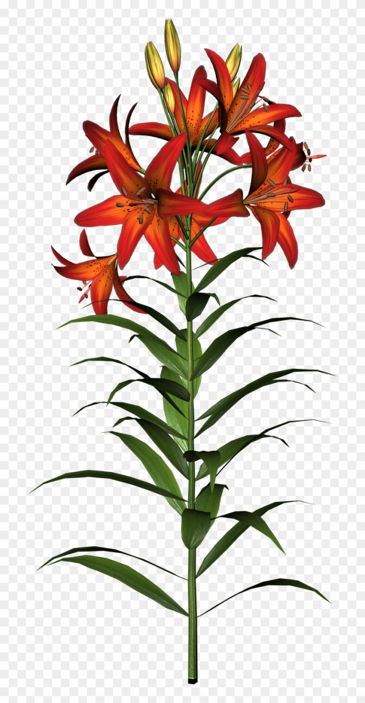 Easter Lilies Clipart Transparent Png Asiatic Lily Clip Art Png Free Transparent Image
