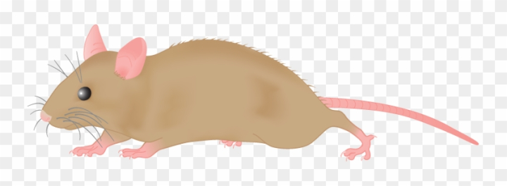 Free: Mouse Clipart - Mouse Clipart Png 