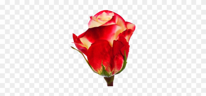 symbol,rose,nature,floral,national,wallpaper,gardening,love,background,decoration,flowers,red rose,flag,pink rose,plant,rose petals,pride,white rose,agriculture,roses bouquet,country,guns and roses,shovel,pink roses,sign,vintage roses,equipment,white roses,patriotic,pattern,tool,ornament,culture,valentine,outdoor,romantic,illustration,flower background,rake,emblem,png,comclipartmax